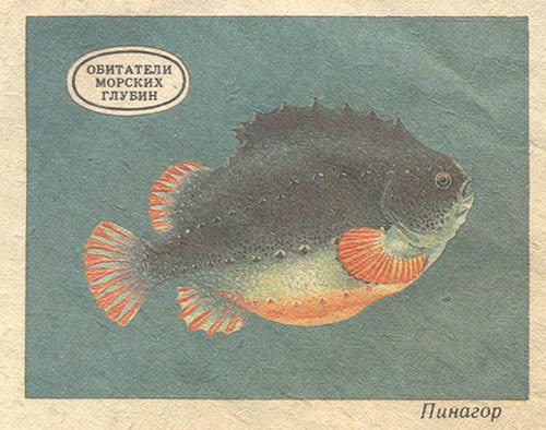 Пинагор рыба