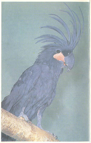 Черный какаду попугай