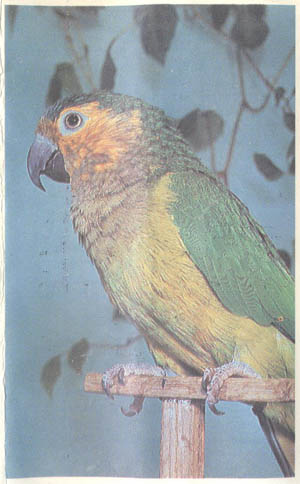 Бурощекий аратинга попугай