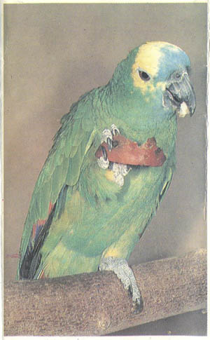 Синелобый амазон попугай